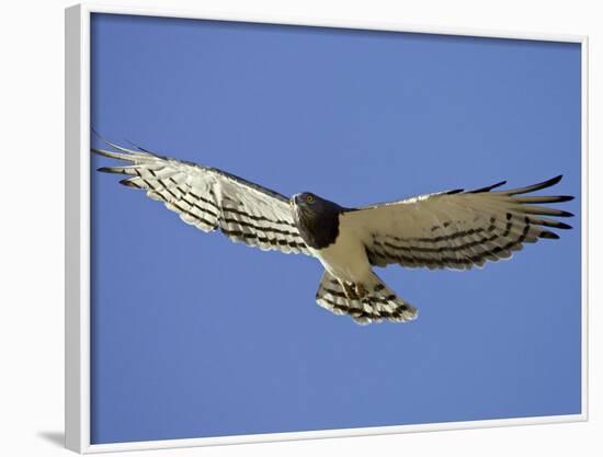 Black-Breasted Snake Eagle, Kgalagadi Transfrontier Park, South Africa-James Hager-Framed Photographic Print