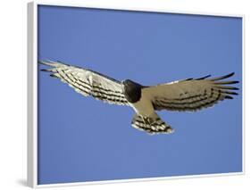 Black-Breasted Snake Eagle, Kgalagadi Transfrontier Park, South Africa-James Hager-Framed Photographic Print