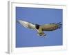Black-Breasted Snake Eagle, Kgalagadi Transfrontier Park, South Africa-James Hager-Framed Photographic Print