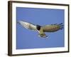 Black-Breasted Snake Eagle, Kgalagadi Transfrontier Park, South Africa-James Hager-Framed Photographic Print