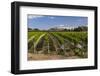 Black Bridge Estate Vineyards Near Napier, Hawkes Bay Region, North Island, New Zealand, Pacific-Matthew Williams-Ellis-Framed Photographic Print