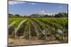 Black Bridge Estate Vineyards Near Napier, Hawkes Bay Region, North Island, New Zealand, Pacific-Matthew Williams-Ellis-Mounted Photographic Print