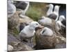 Black-browed Albatross adult and chick in its nest. Falkland Islands-Martin Zwick-Mounted Photographic Print