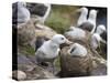 Black-browed Albatross adult and chick in its nest. Falkland Islands-Martin Zwick-Stretched Canvas