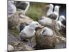 Black-browed Albatross adult and chick in its nest. Falkland Islands-Martin Zwick-Mounted Premium Photographic Print