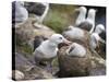 Black-browed Albatross adult and chick in its nest. Falkland Islands-Martin Zwick-Stretched Canvas