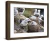 Black-browed Albatross adult and chick in its nest. Falkland Islands-Martin Zwick-Framed Photographic Print