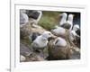 Black-browed Albatross adult and chick in its nest. Falkland Islands-Martin Zwick-Framed Photographic Print