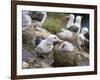 Black-browed Albatross adult and chick in its nest. Falkland Islands-Martin Zwick-Framed Photographic Print