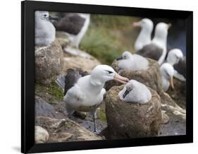 Black-browed Albatross adult and chick in its nest. Falkland Islands-Martin Zwick-Framed Photographic Print