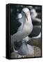 Black-Browed Albatross and Chick-DLILLC-Framed Stretched Canvas