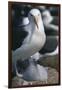 Black-Browed Albatross and Chick-DLILLC-Framed Premium Photographic Print