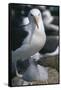 Black-Browed Albatross and Chick-DLILLC-Framed Stretched Canvas