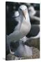 Black-Browed Albatross and Chick-DLILLC-Stretched Canvas