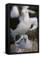 Black-Browed Albatross and Chick-DLILLC-Framed Stretched Canvas