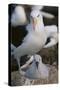 Black-Browed Albatross and Chick-DLILLC-Stretched Canvas