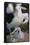 Black-Browed Albatross and Chick-DLILLC-Framed Stretched Canvas