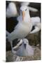 Black-Browed Albatross and Chick-DLILLC-Mounted Premium Photographic Print