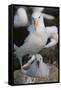 Black-Browed Albatross and Chick-DLILLC-Framed Stretched Canvas