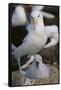 Black-Browed Albatross and Chick-DLILLC-Framed Stretched Canvas