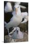 Black-Browed Albatross and Chick-DLILLC-Stretched Canvas