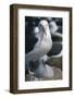 Black-Browed Albatross and Chick-DLILLC-Framed Photographic Print