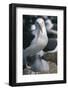 Black-Browed Albatross and Chick-DLILLC-Framed Photographic Print