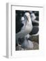 Black-Browed Albatross and Chick-DLILLC-Framed Photographic Print