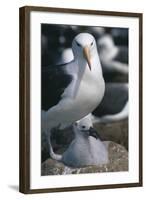 Black-Browed Albatross and Chick-DLILLC-Framed Photographic Print