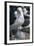 Black-Browed Albatross and Chick-DLILLC-Framed Photographic Print