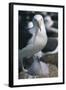 Black-Browed Albatross and Chick-DLILLC-Framed Photographic Print