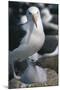 Black-Browed Albatross and Chick-DLILLC-Mounted Photographic Print