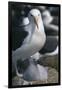 Black-Browed Albatross and Chick-DLILLC-Framed Photographic Print