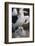 Black-Browed Albatross and Chick-DLILLC-Framed Photographic Print