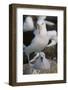 Black-Browed Albatross and Chick-DLILLC-Framed Photographic Print