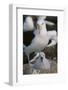 Black-Browed Albatross and Chick-DLILLC-Framed Photographic Print