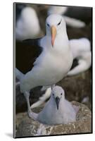 Black-Browed Albatross and Chick-DLILLC-Mounted Photographic Print