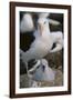 Black-Browed Albatross and Chick-DLILLC-Framed Photographic Print