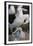 Black-Browed Albatross and Chick-DLILLC-Framed Photographic Print