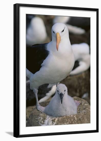 Black-Browed Albatross and Chick-DLILLC-Framed Photographic Print