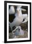 Black-Browed Albatross and Chick-DLILLC-Framed Photographic Print