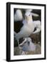 Black-Browed Albatross and Chick-DLILLC-Framed Photographic Print