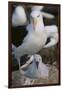 Black-Browed Albatross and Chick-DLILLC-Framed Photographic Print