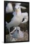 Black-Browed Albatross and Chick-DLILLC-Framed Photographic Print