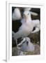 Black-Browed Albatross and Chick-DLILLC-Framed Photographic Print