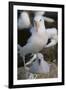 Black-Browed Albatross and Chick-DLILLC-Framed Photographic Print