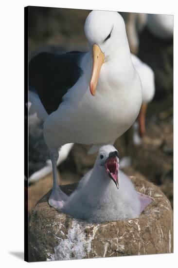 Black-Browed Albatross Chick and Mother in Nest-DLILLC-Stretched Canvas