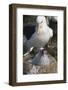 Black-Browed Albatross Chick and Mother in Nest-DLILLC-Framed Photographic Print