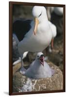 Black-Browed Albatross Chick and Mother in Nest-DLILLC-Framed Photographic Print