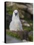 Black-browed Albatross chick in its nest. Falkland Islands-Martin Zwick-Stretched Canvas